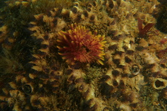 Eudistylia polymorpha