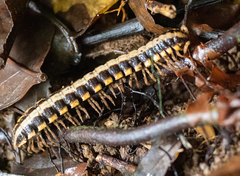 Platyrhacus lineatus