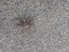 Aptostichus miwok