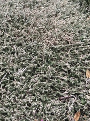 Calluna vulgaris
