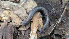 Batrachoseps gregarius