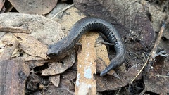 Batrachoseps gregarius