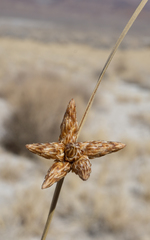 Amphiscirpus nevadensis