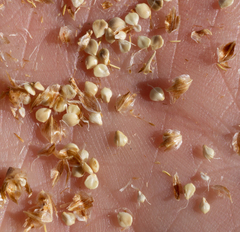 Amphiscirpus nevadensis