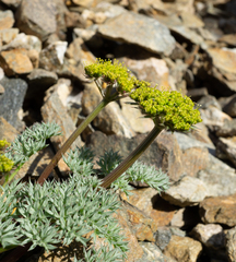 Cymopterus panamintensis panamintensis