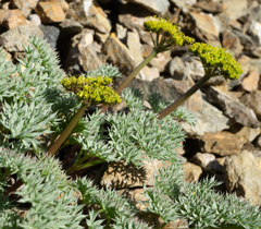 Cymopterus panamintensis panamintensis