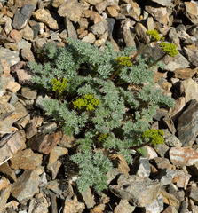 Cymopterus panamintensis panamintensis