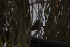 Parulidae
