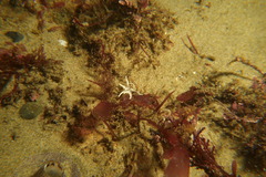 Halcampa decemtentaculata