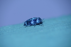Paranovelsis bitaeniatus