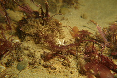 Halcampa decemtentaculata