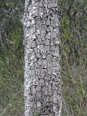 Aspidosperma quebracho-blanco