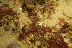 Halcampa decemtentaculata