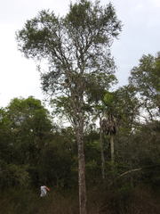 Aspidosperma quebracho-blanco