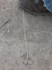 Carphoproscopia lancea