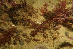 Halcampa decemtentaculata