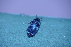 Paranovelsis bitaeniatus