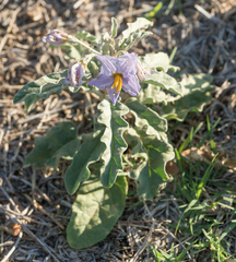 Solanum elaeagnifolium