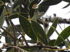 Aspidosperma quebracho-blanco
