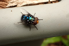 Amenia chrysame