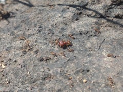 Pheidole obtusospinosa
