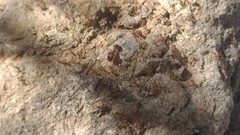 Pheidole obtusospinosa