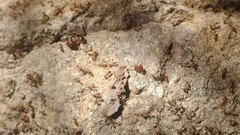 Pheidole obtusospinosa