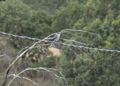 Pyrope pyrope pyrope