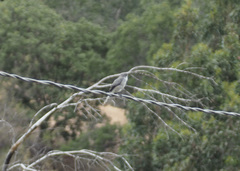 Pyrope pyrope pyrope