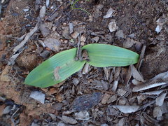 Platanthera elongata
