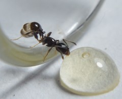 Temnothorax subditivus