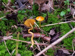 Gliophorus perplexus
