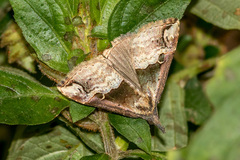 Hypena indicatalis