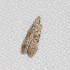 Chelariini