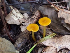 Gliophorus perplexus
