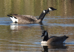 Branta canadensis
