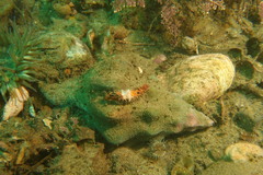 Pachythyone rubra