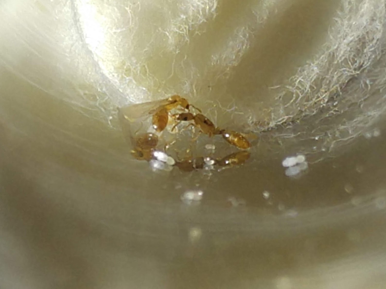 Solenopsis pygmaea