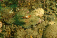 Pachythyone rubra