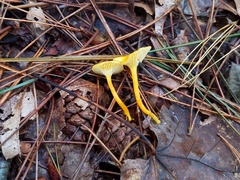 Hygrocybe parvula