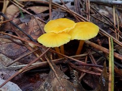 Hygrocybe parvula