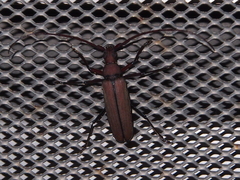 Aegolipton marginale