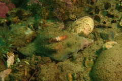 Pachythyone rubra