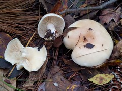 Leucopaxillus laterarius