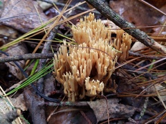 Phaeoclavulina eumorpha