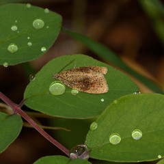 Olethreutes astrologana