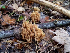 Phaeoclavulina eumorpha