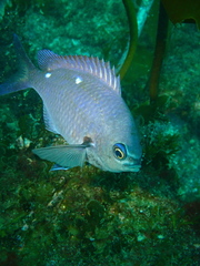 Chromis dispila