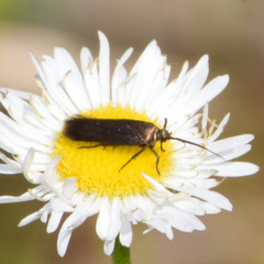 Scythris fuscicomella