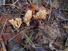 Phaeoclavulina eumorpha